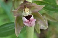 Epipactis helleborine