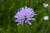 Knautia arvensis