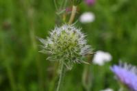 Knautia arvensis