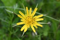 Tragopogon pratensis subsp. minor
