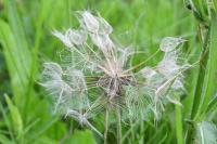 Tragopogon pratensis subsp. minor