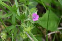 Geranium dissectum