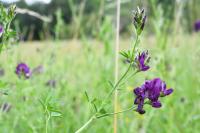 Medicago sativa