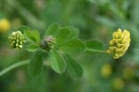 Medicago lupulina