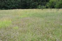 Anthyllis vulneraria