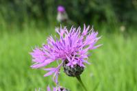 Centaurea scabiosa