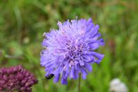Knautia arvensis