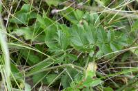 Pimpinella saxifraga
