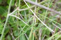 Pimpinella saxifraga