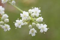 Pimpinella saxifraga