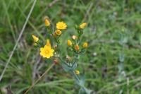 Blackstonia perfoliata