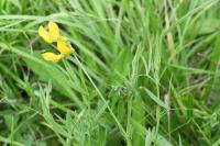 Lathyrus pratensis