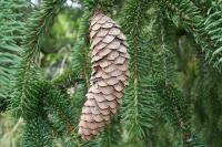 Picea abies