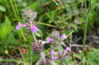 Clinopodium vulgare