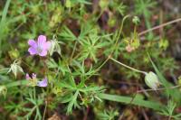 Geranium columbinum