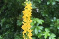 Agrimonia eupatoria