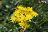 Petrosedum rupestre
