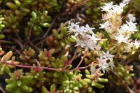 Sedum album