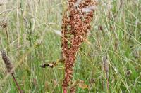 Rumex crispus