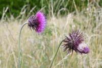 Carduus nutans