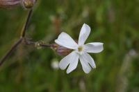 Silene latifolia
