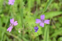 Geranium pyrenaicum