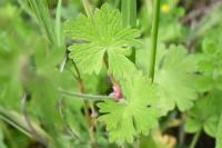 Geranium pyrenaicum