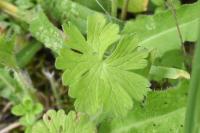 Geranium pyrenaicum