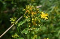 Hypericum tetrapterum