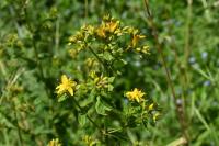 Hypericum tetrapterum