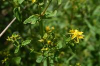 Hypericum tetrapterum