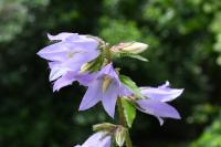 Campanula trachelium