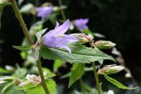 Campanula trachelium