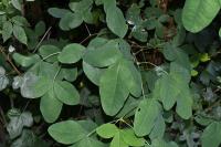 Laburnum anagyroides