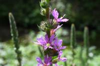 Lythrum salicaria