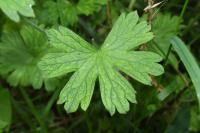 Geranium pyrenaicum