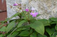 Impatiens balfourii