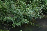 Scrophularia auriculata