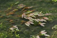 Potamogeton natans