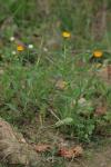 Calendula arvensis