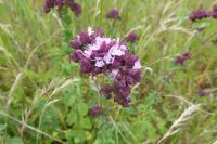 Origanum vulgare