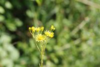 Jacobaea vulgaris