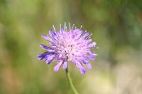 Knautia arvensis