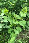 Aristolochia clematitis