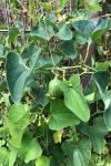 Aristolochia clematitis