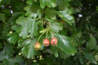 Crataegus monogyna