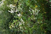 Fallopia baldschuanica