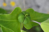 Euphorbia lathyris