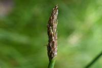 Eleocharis palustris