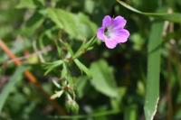 Geranium columbinum